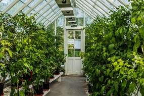 In greenhouse